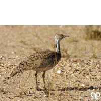 گونه هوبره Macqueenii Bustard